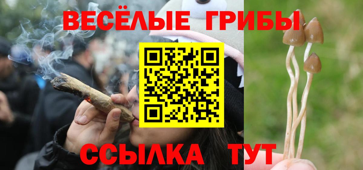 Гусев  Псилоцибиновые грибы GOLDEN TEACHER  Псилоцибиновые грибы прущие грибы  закладки  Вход с VPN 